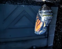 Monarch Chrysalis in Translucent Black and Gold