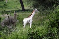 leucistic giraffe