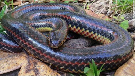 Rare Rainbow Snake