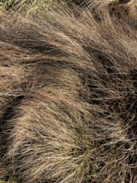 seaside grass