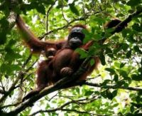 Theme: Forest animals, Orangutan