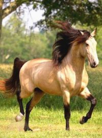 BuckSkin