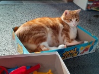 Pippin playing Mousetrap with us.