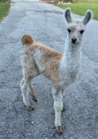 Month old Llama