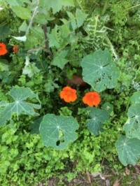 nasturtiums