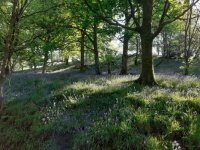 Bluebells on Spring afternoon walk around Anglezarke, Lancashire