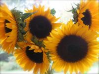 Let the Sun shine in - Sun Flowers