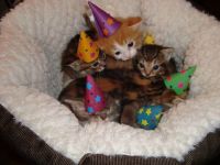 cat party