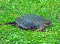An early morning visitor