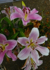 Lilies