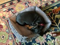 Sleepy Baby