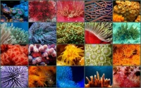 Corals - medium