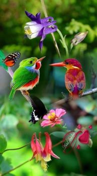 Birds in Paradise