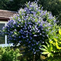 Ceanothus