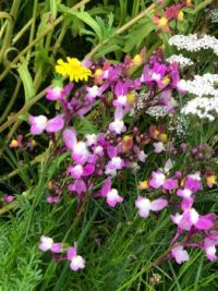 Wild Flowers for the Bees
