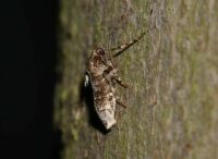 Female winter moth - Operophtera brumata (kleine wintervlinder vrouw)