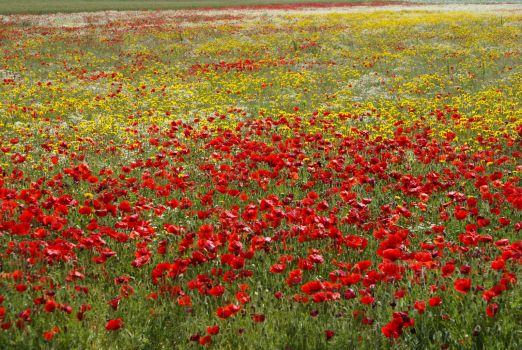 Flowers in France