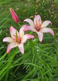 Beauty