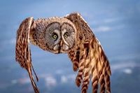 Here Comes the Owl