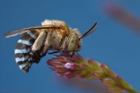 Blue Banded Bee 2