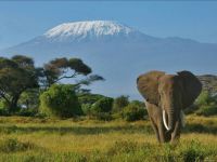 Elefánt és Kilimandzsáró