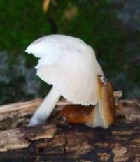 Slug and mushroom