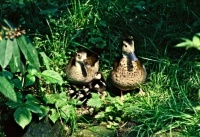 Ringed Teal Family