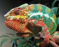 Colorful lizard