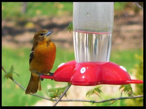 Solve Baltimore Oriole On My Hummingbird Feeder Jigsaw Puzzle