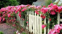 Roses on the fence