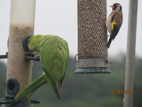 Goldfinch and Rose-Ringed Parakeet share a meal together.