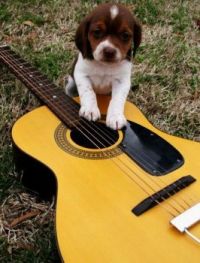 Puppy on guitar