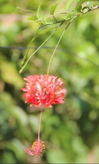 Hibiscus schizopetalus