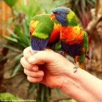 Rainbow Lorikeets 🌈
