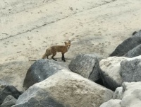 A fox on the beach