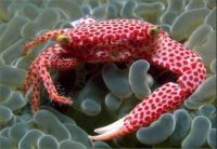 pink crab