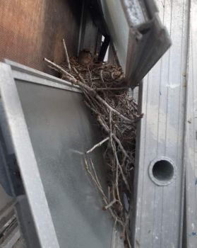 Mockingbird Nest 1