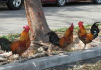 Chicken gangs on the streets!