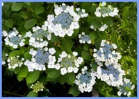 Beautiful hydrangeas.  Prachtige hortensia's.