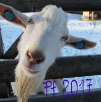 PF_2017-koza