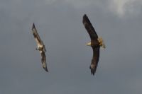 Bald Eagle in Pursuit of Osprey