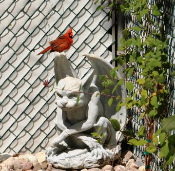Cardinal likes my gargoyl