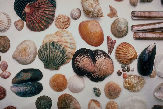 Solve Seashells_North_Wales_1985 jigsaw puzzle online with 96 pieces Поиск картинок