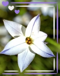 ☘️🐣💜 Easter💜🐣☘️