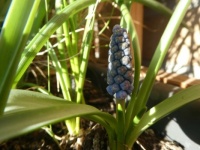 In the plantbox, next to my front door already a 'Blauwe Druifje' is blooming!!