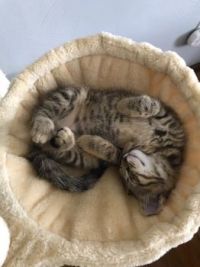 Meowwwww