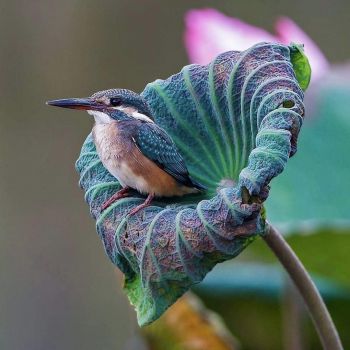 Kingfisher On A Lotus Leaf