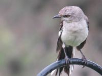 Angry Bird
