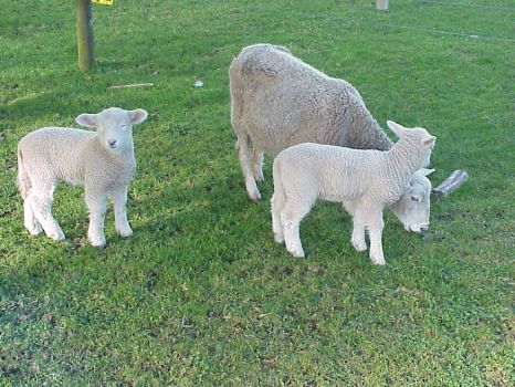Lambs With Mum