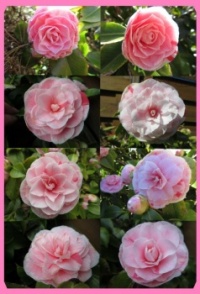 Collage of soft pink Camellia flowers